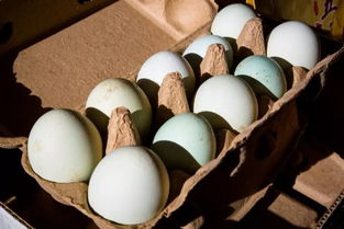 愛心匯聚，攜手同行——為大興鄉(xiāng)支前村農(nóng)副產(chǎn)品開拓新銷路